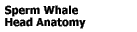 Sperm Whale Head Anatomy
